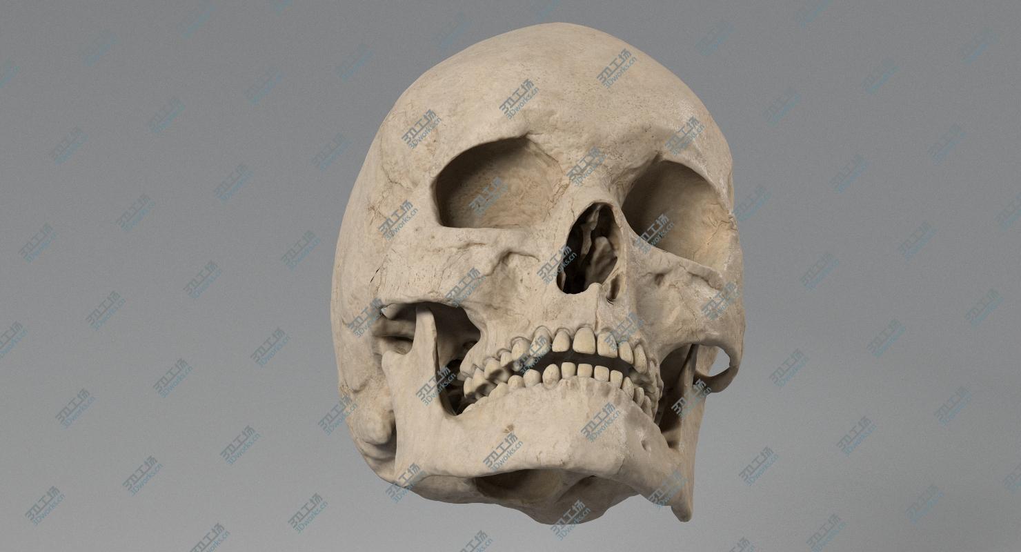 images/goods_img/2021040232/3D model Skull/5.jpg